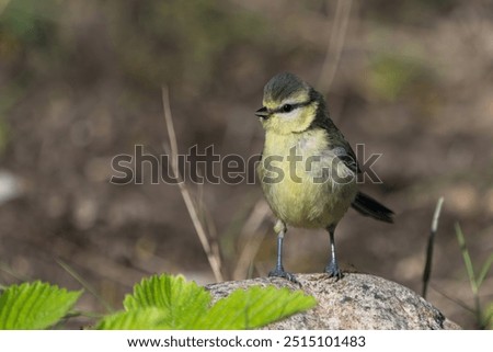 Similar – Image, Stock Photo Blue tit offspring in the tree