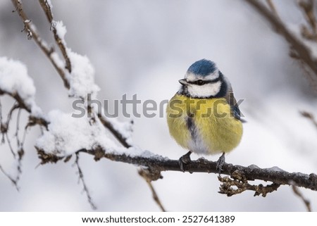 Similar – Image, Stock Photo Blue Tit looks around