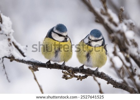 Similar – Image, Stock Photo Blue Tit looks around