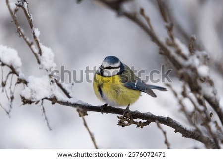 Similar – Image, Stock Photo Blue Tit looks around