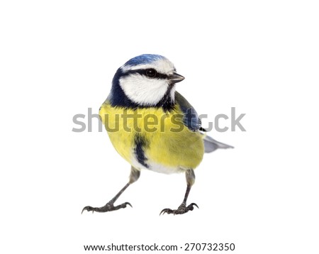 Blue tit on white background looking to the right Foto d'archivio © 