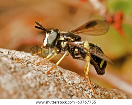 Wasp-like Hover Fly, Chrysotoxum bicinctum.