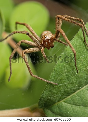 Nursery Spider of the family Pisauridae seen from the front