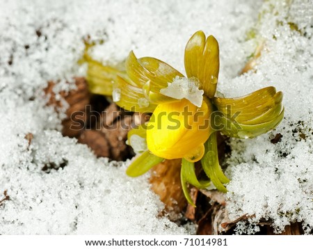 Closeup of single winter aconite flower peeping through snow