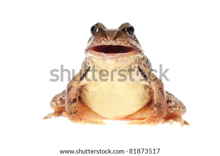 Common European frog, Rana temporaria, with open mouth, as if it is croaking, speaking or singing. Isolated on white