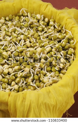 close up of pile of sprouted seeds of green gram