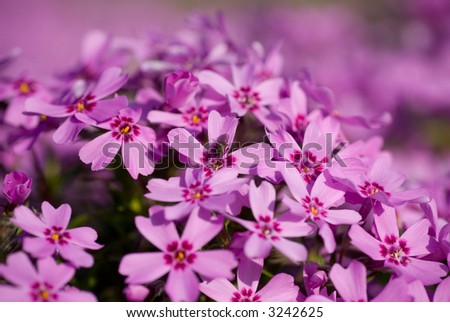 Small pink flowers background texture