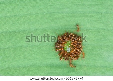 Group of ants drinking syrup on green leaf