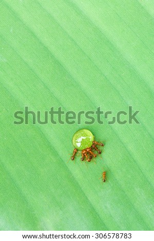 Group of ants drinking syrup on green leaf