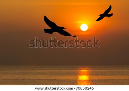 Silhouette of birds flying over the sea in sunset time