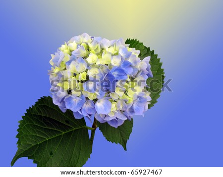 Young Hydrangea isolated