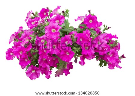 Similar – Image, Stock Photo flowering petunias