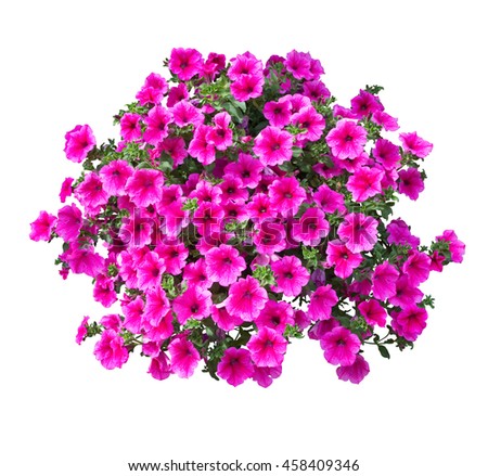 Petunia Flowers Isolated With Clipping Path Included VOL 3 458409346 Petunia Flowers Isolated With Clipping Path Included VOL 3 458409346