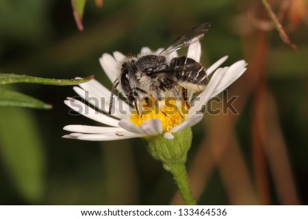 African carder bee