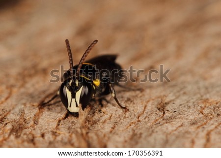 Bee in white mask (Hylaeus  nubilosus)