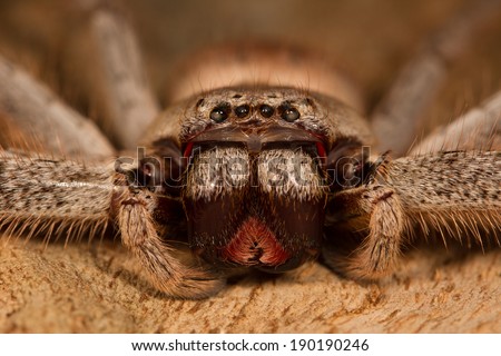 Huntsman spider portrait