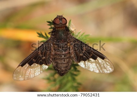 Black bee fly