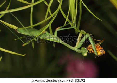 Praying mantis with a bee for dinner