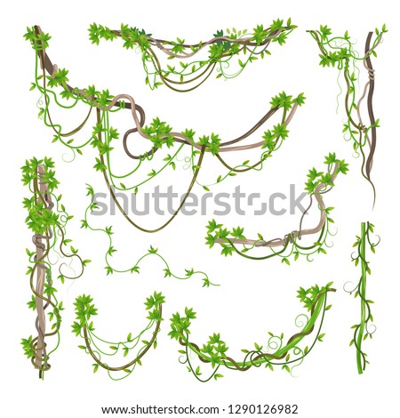Liana or jungle plant or vine wild greenery winding branches vector stem with leaves isolated decorative elements tropical vines rainforest flora and exotic botany wild curling species and twigs.