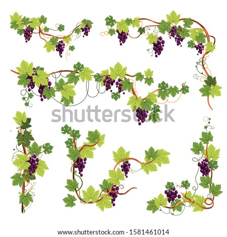 Grape bunch on vine, berries clusters plantation harvest vector. Vineyard, wine ingredient, viticulture and agriculture decor, winery fruit crop. Organic product, farm plant growing, winemaking