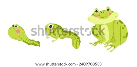 Frog life cycle, wildlife. Tadpole, froglet, polliwog metamorphosis. Wild water animals, evolution development toads. Isolated amphibian personages with smile and rosy cheeks. Vector in flat style