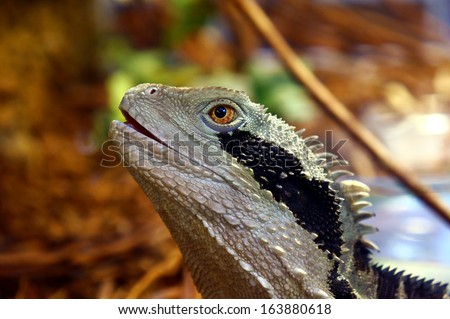 lizard Australian water dragon