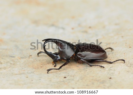 Hercules beetle, the  warrior of scarab