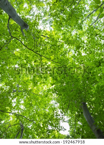 Tree canopy - green summer forest