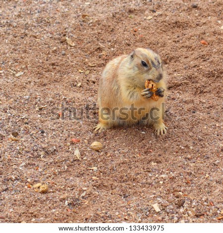 Prairie Dog enjoying tasty peanuts in feeding field