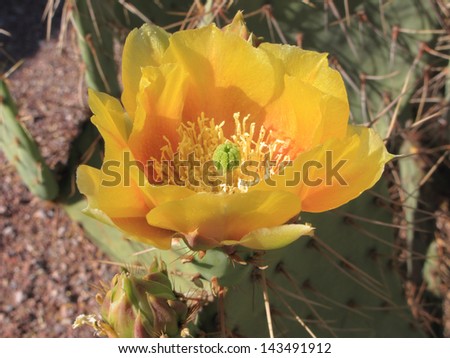 Bright yellow flower of Prickly Pear (Chollas) cactus in Arizona Spring desert; Close up