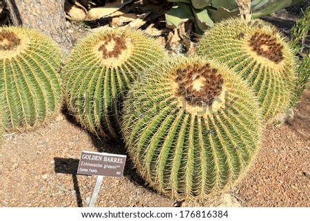 Golden Barrel cactus cluster in Arizona Winter