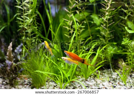 Cremecicle Lyretail Molles and Red Wag Swordtail and swimming in planted fish tank; focus on a front couple of fish
