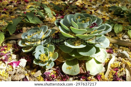 Echeveria Glauca or Hens and Chicks succulent covered with Palo Verde and Oleander flowers and leaves after Spring wind outbreak