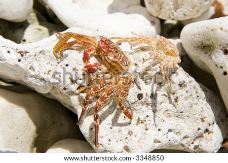 Two dead Hawaiian crabs on rock