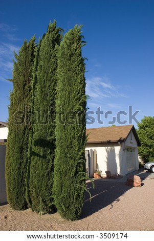 Beautiful Three Tall Cypress Trees in Phoenix Front Yard, AZ