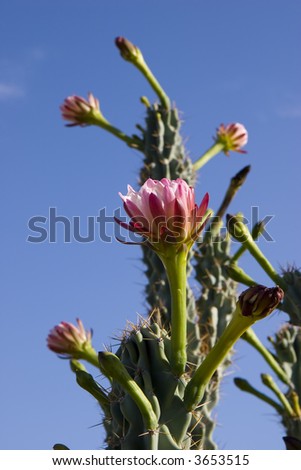 Arizona Organ Pipe Catus Flower (Stenocereus thurberi species)