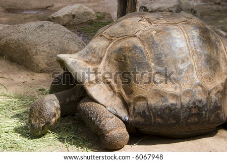 Gigantic Aldabra Tortoise munching fresh green grass