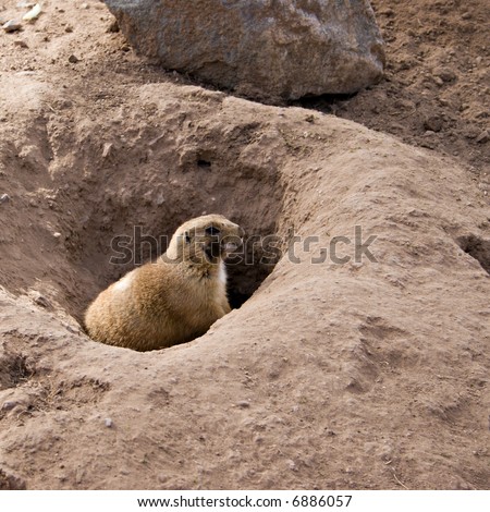 Gopher on Guard Sitting on Top of Its Burrow in Desert