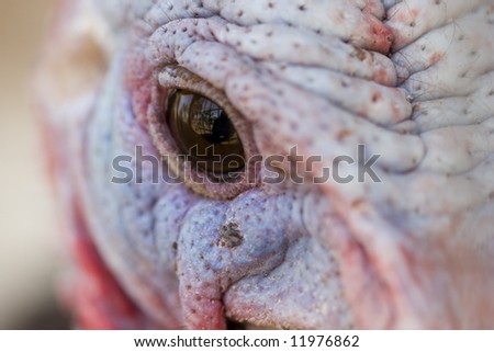 Turkey eye; extreme close up