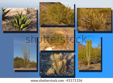 Arizona winter desert vegetation with cacti, bushes and trees
