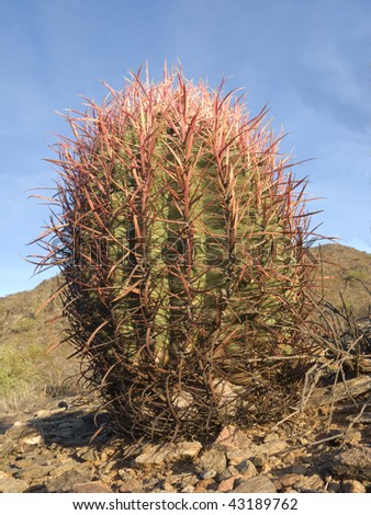 Arizona southwestern desert native fishhook barrel cactus in winter