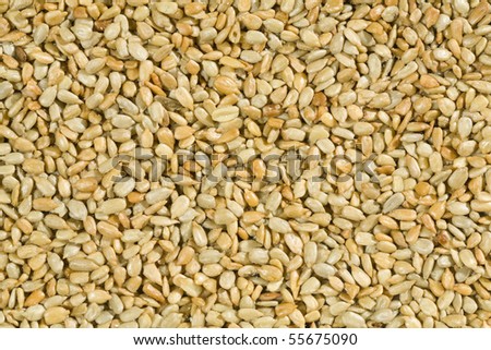 Fried salted sunflower seed kernels without hulls; background