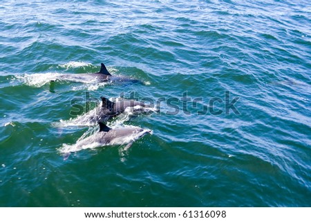 Dolphins in open blue sea swimming next to each other