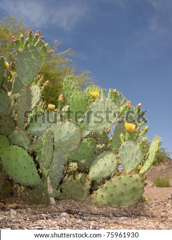 Blooming Prickly Pear Cactus in Spring Desert, Arizona.