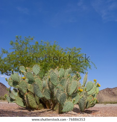 Blooming Prickly Pear Or Paddle Cactus With Yellow Flowers In Spring ...