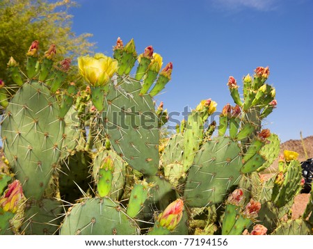 Blooming Prickly Pear or Paddle cactus with yellow flowers in Spring desert, Arizona