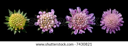 close-up of flower in 4 different stages of development against black background