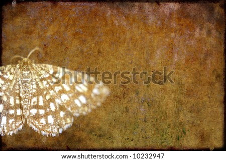 lovely brown background image with interesting texture, a close-up of a butterfly and plenty of space for text