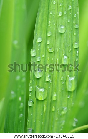 lovely abstract image featuring green leaves with small water drops (deliberate use of shallow depth of field)