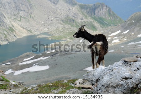 a single black goat high up in the swiss alps
